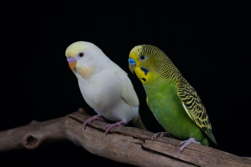 Enlarge Thomas (White Male), a Adopted Parakeet (Other) in FRANKTON, IN image 3/3
