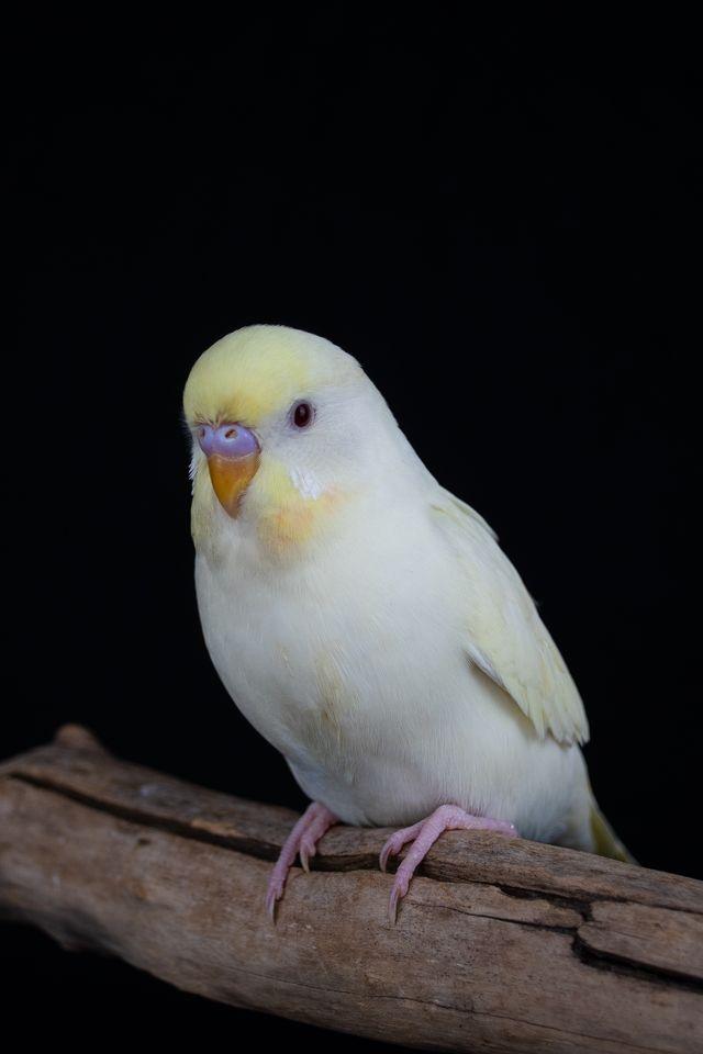 Enlarge Thomas (White Male), a Adopted Parakeet (Other) in FRANKTON, IN image 1/3