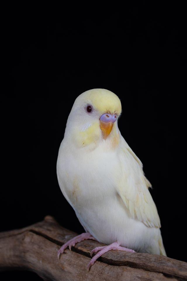 Enlarge Thomas (White Male), a Adopted Parakeet (Other) in FRANKTON, IN image 2/3