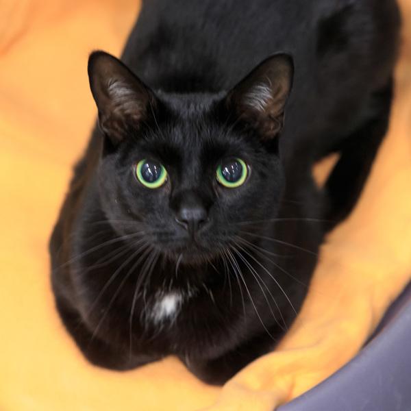 Gato, Adoptable, Adult Male Domestic Short Hair.