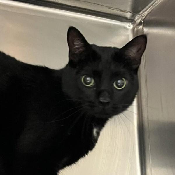 Enlarge Gato, a Adoptable mixed breed in Golden, CO image 4/4