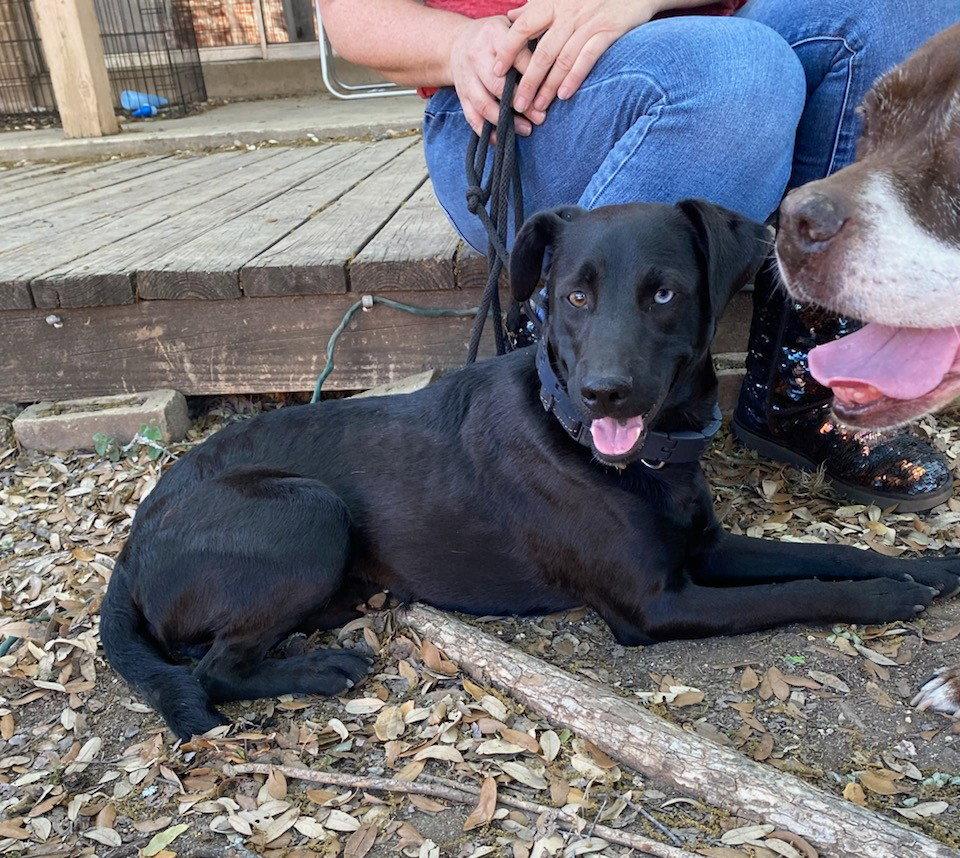 NERO, Adoptable, Young Male Black Labrador Retriever & Australian Shepherd.