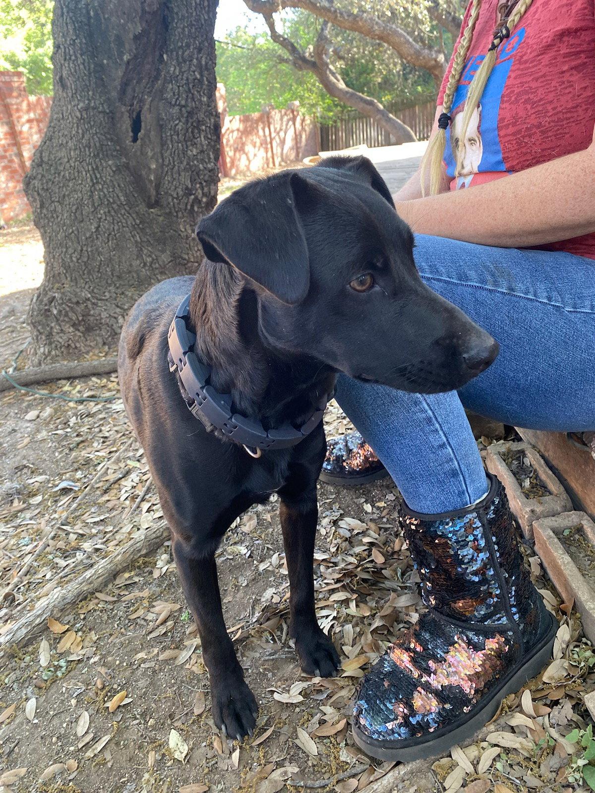 NERO, a Adoptable mixed breed in San Antonio, TX image 2/3