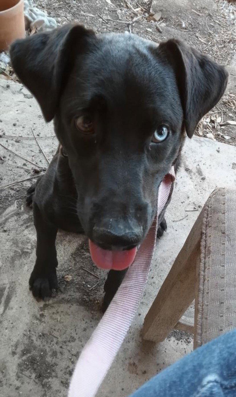 NERO, a Adoptable mixed breed in San Antonio, TX image 3/3