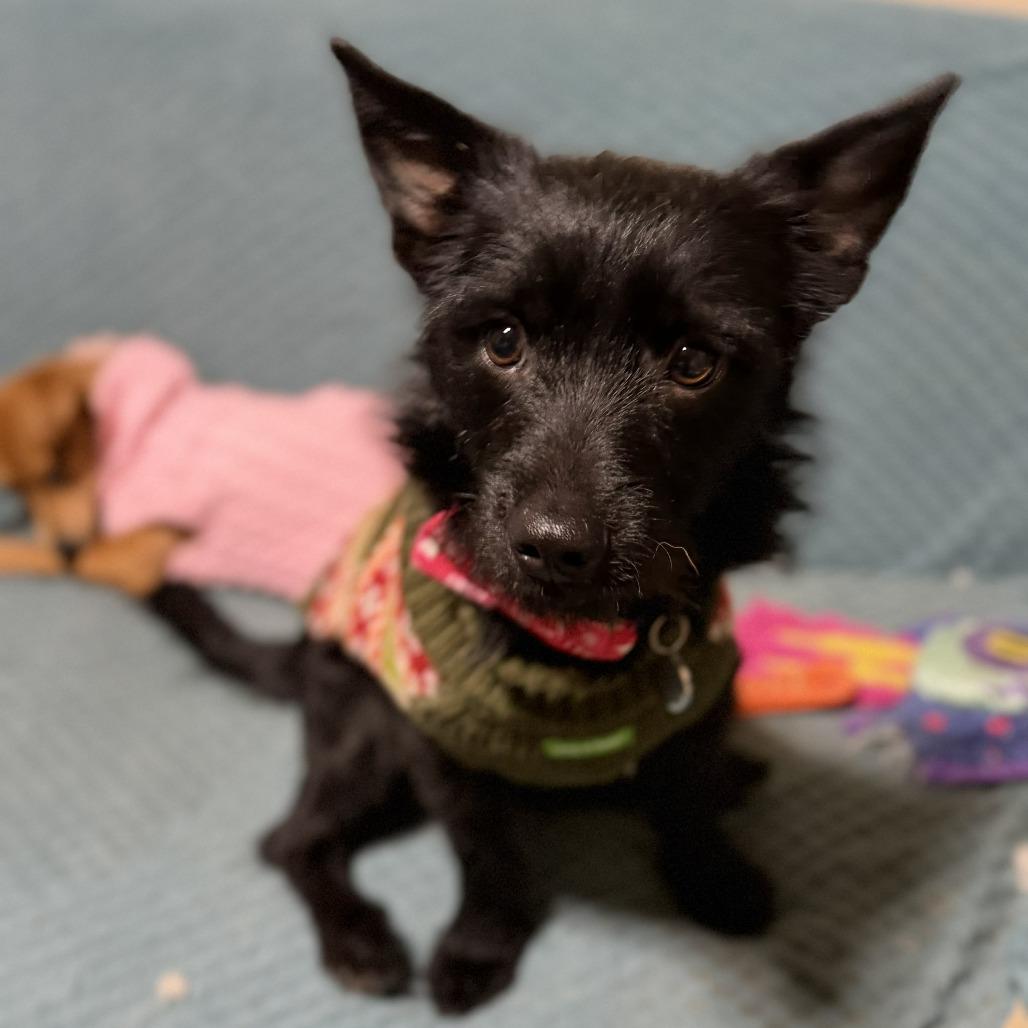 George, Adoptable, Young Male Chihuahua.