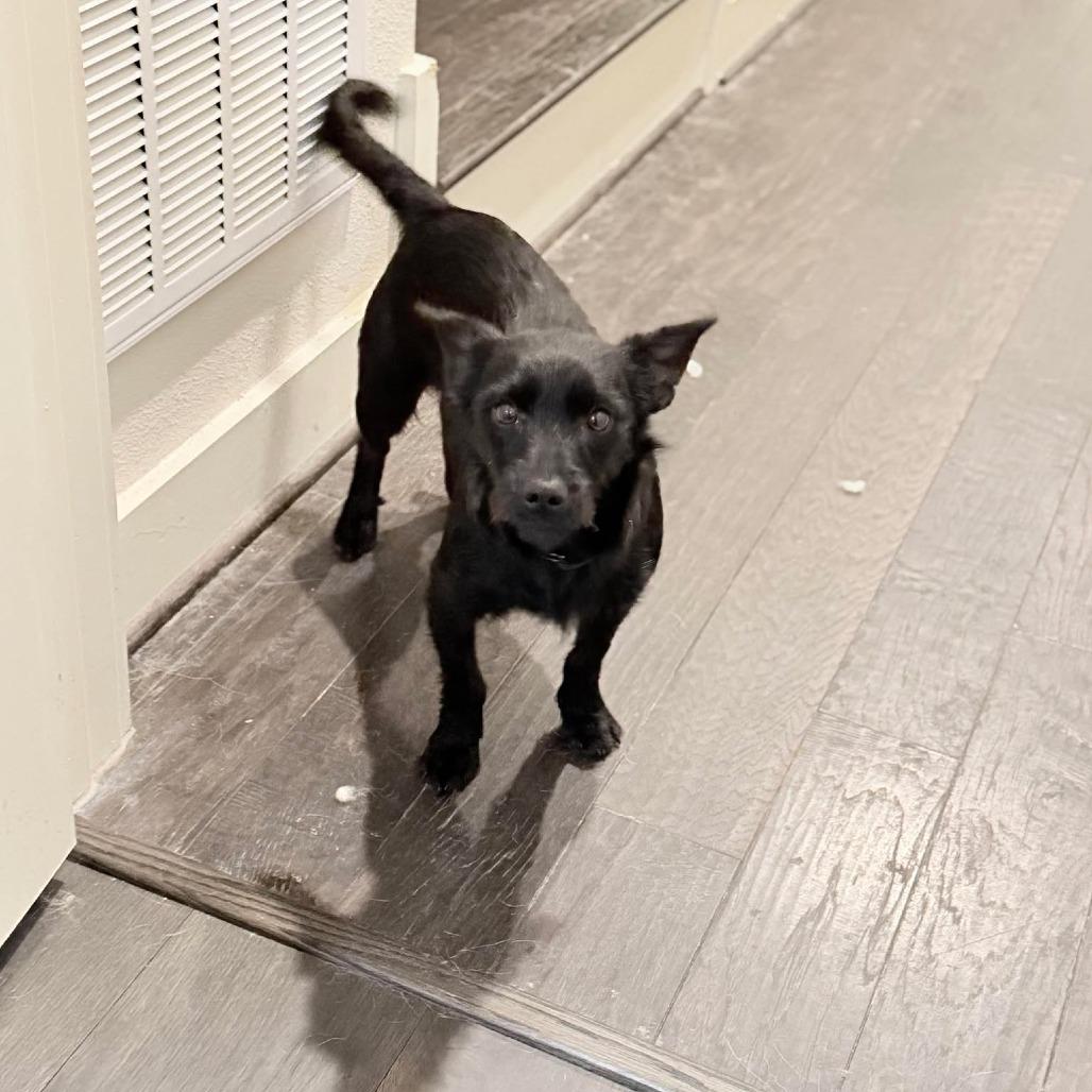 Enlarge George, a Adoptable Chihuahua in Katy, TX image 2/5