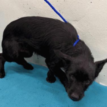 George, a Adoptable Chihuahua in Katy, TX image 1/3