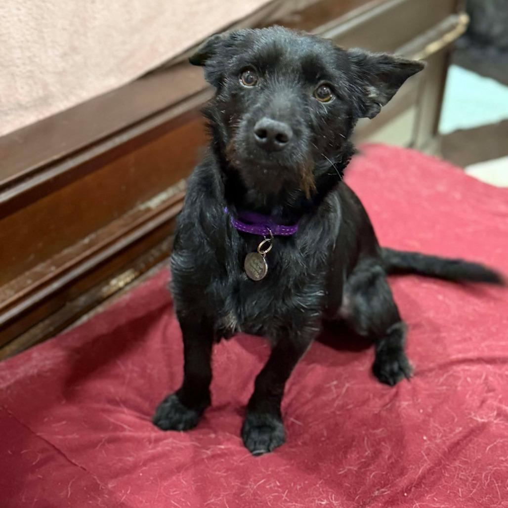 George, a Adoptable Chihuahua in Katy, TX image 2/3