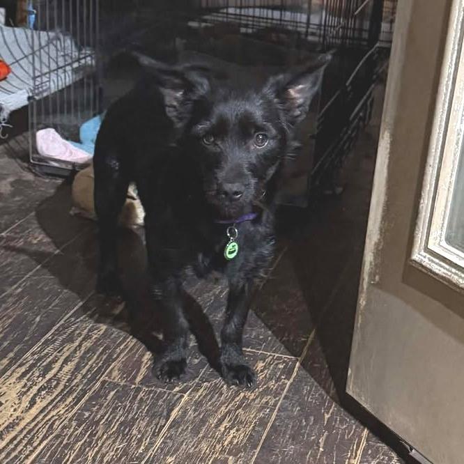 George, a Adoptable Chihuahua in Katy, TX image 3/3