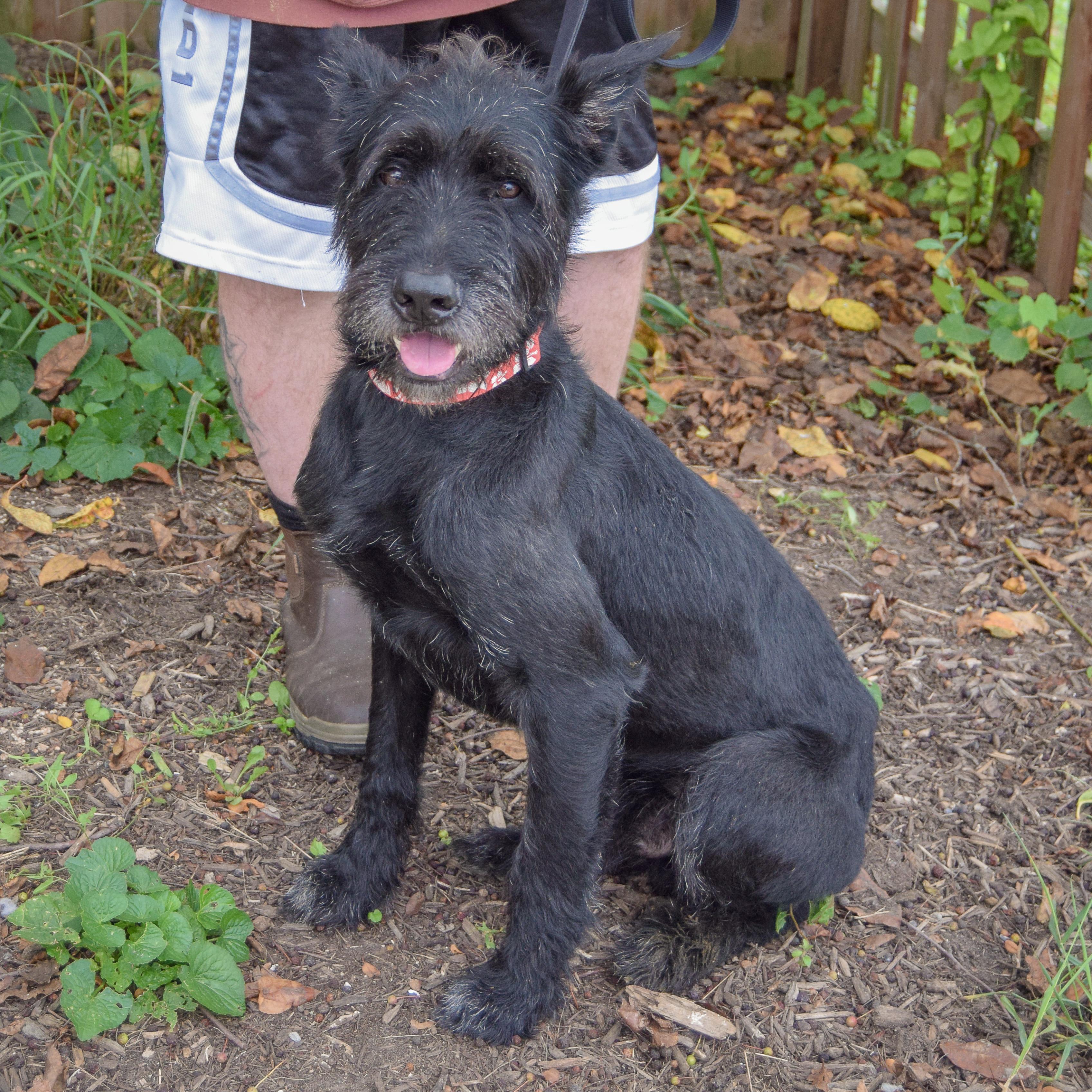 Enlarge Cassius, an adopted mixed breed in Huntley, IL image 3/6