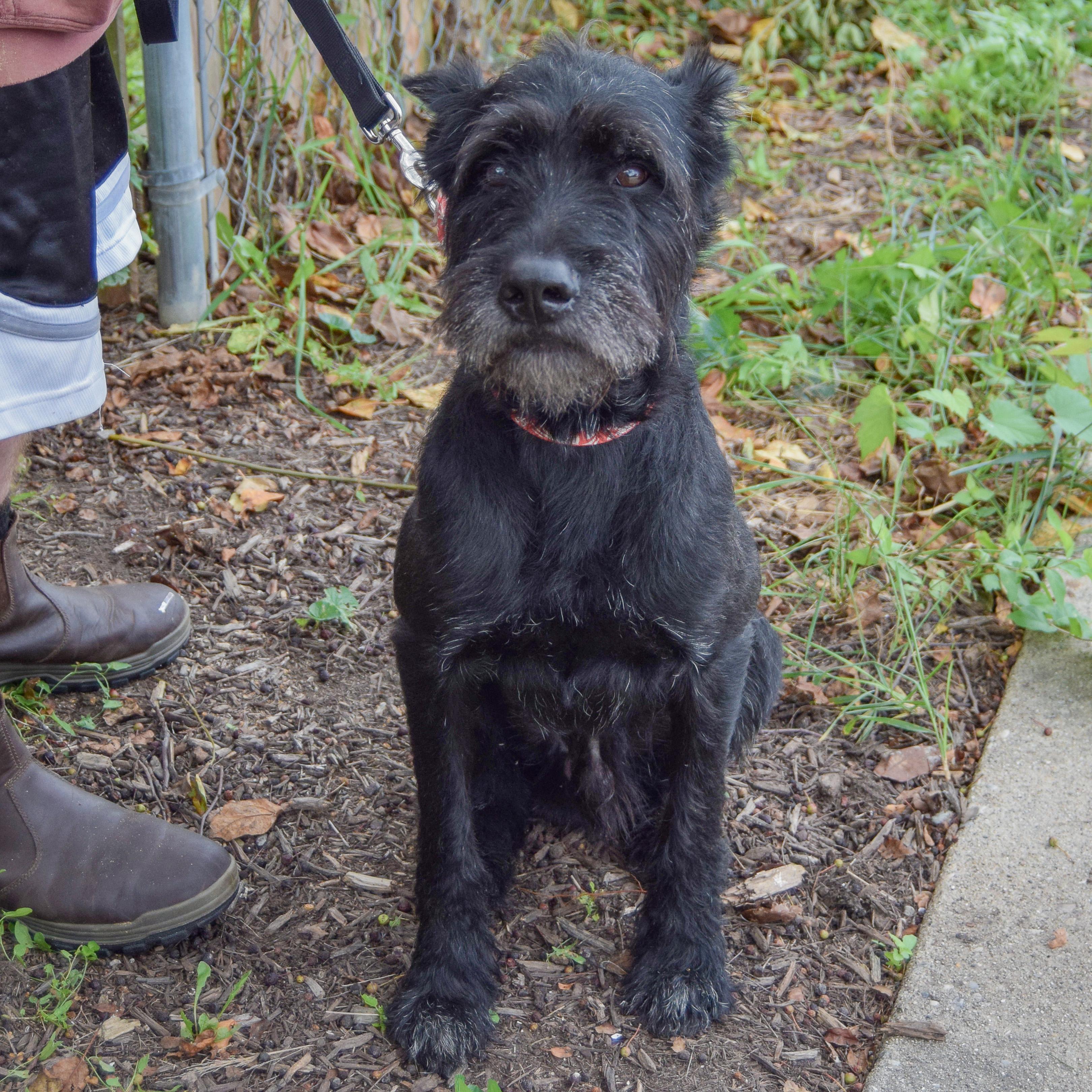 Enlarge Cassius, an adopted mixed breed in Huntley, IL image 4/6