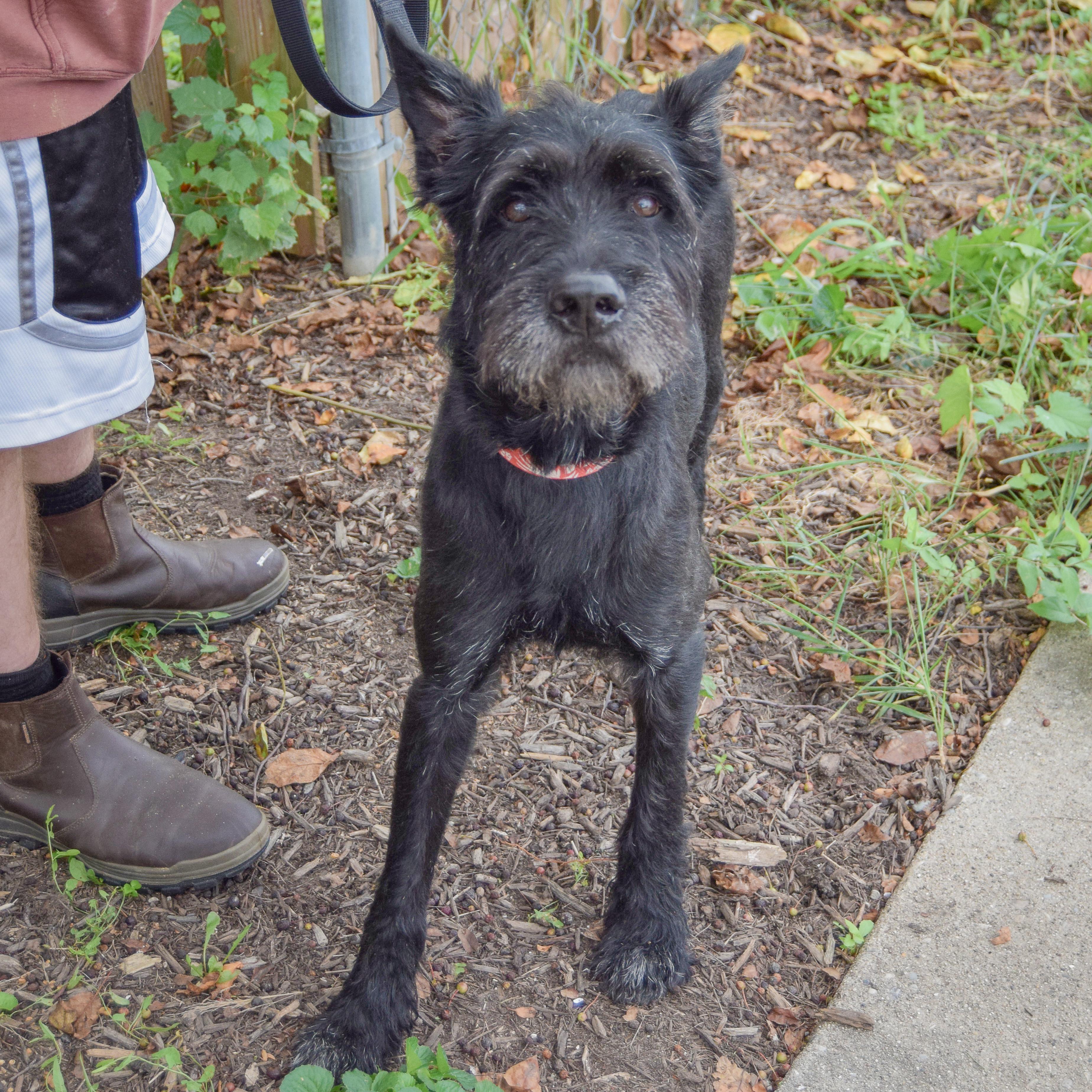 Enlarge Cassius, an adopted mixed breed in Huntley, IL image 5/6