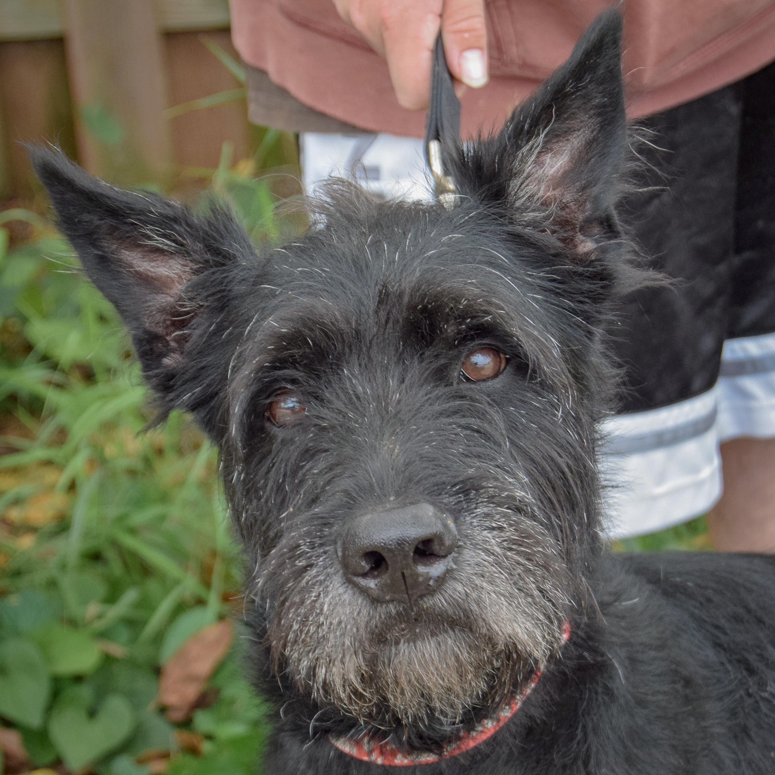 Enlarge Cassius, an adopted mixed breed in Huntley, IL image 1/6