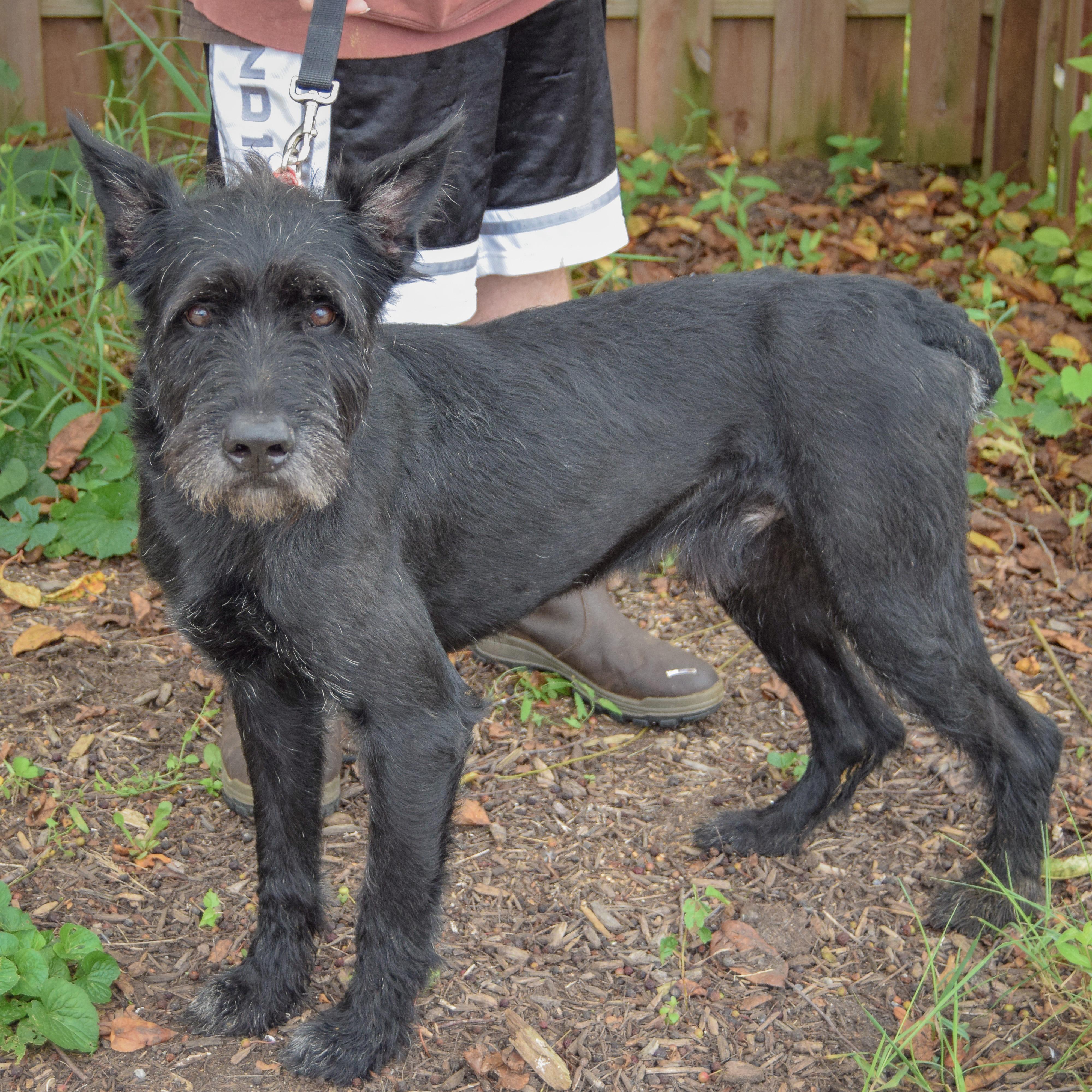 Enlarge Cassius, an adopted mixed breed in Huntley, IL image 2/6