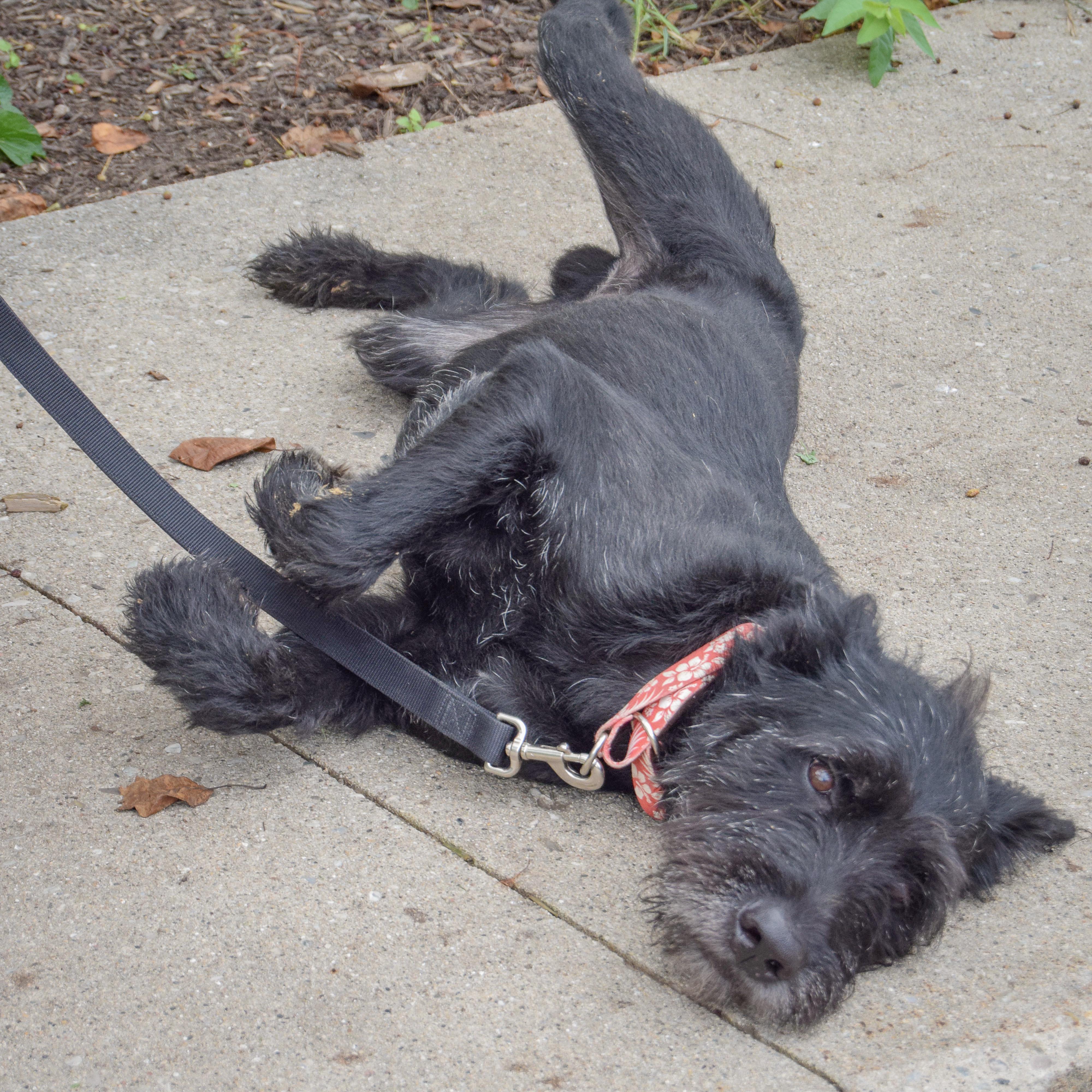 Enlarge Cassius, an adopted mixed breed in Huntley, IL image 6/6