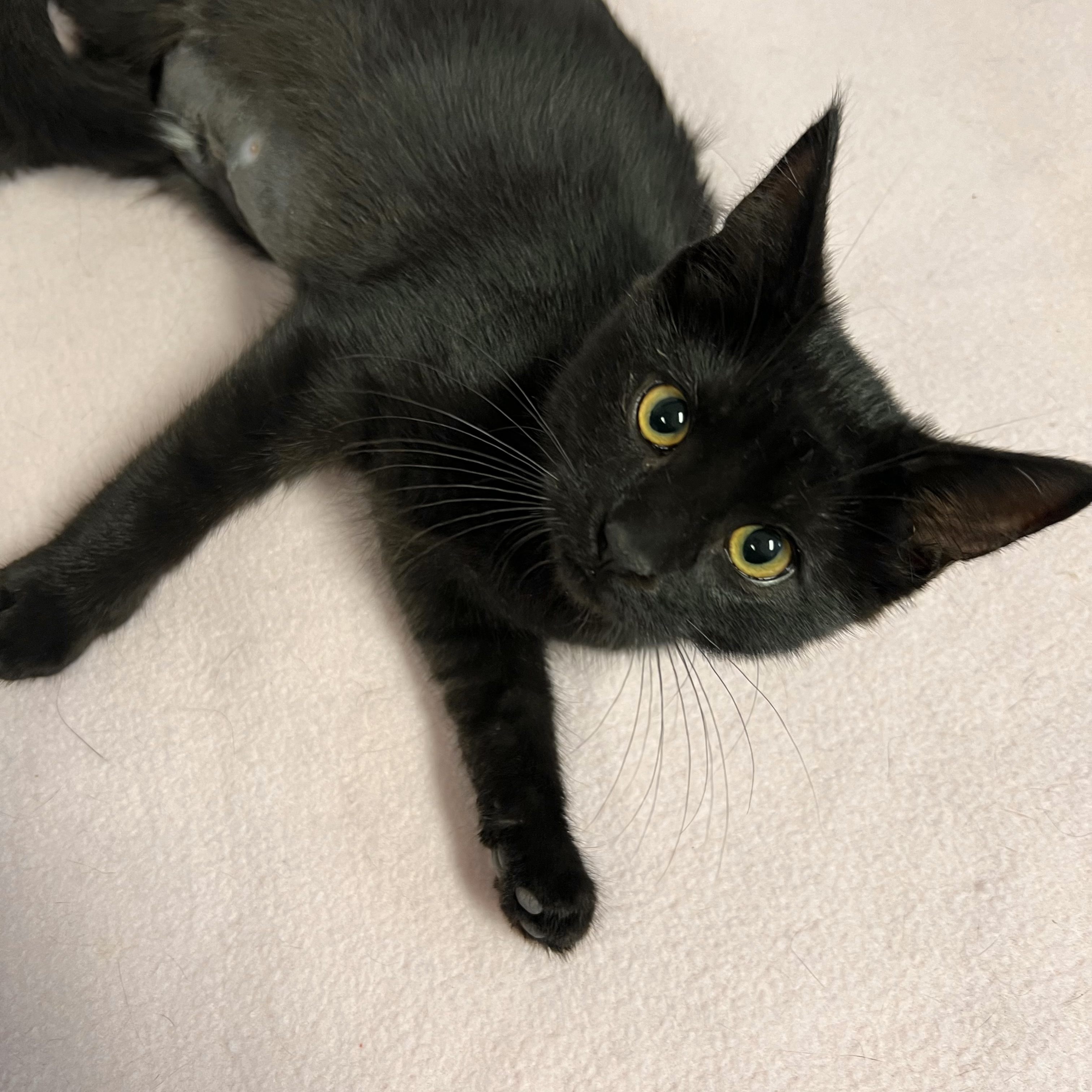 Cat for adoption Pepper, a Domestic Short Hair in Fairmont, MN