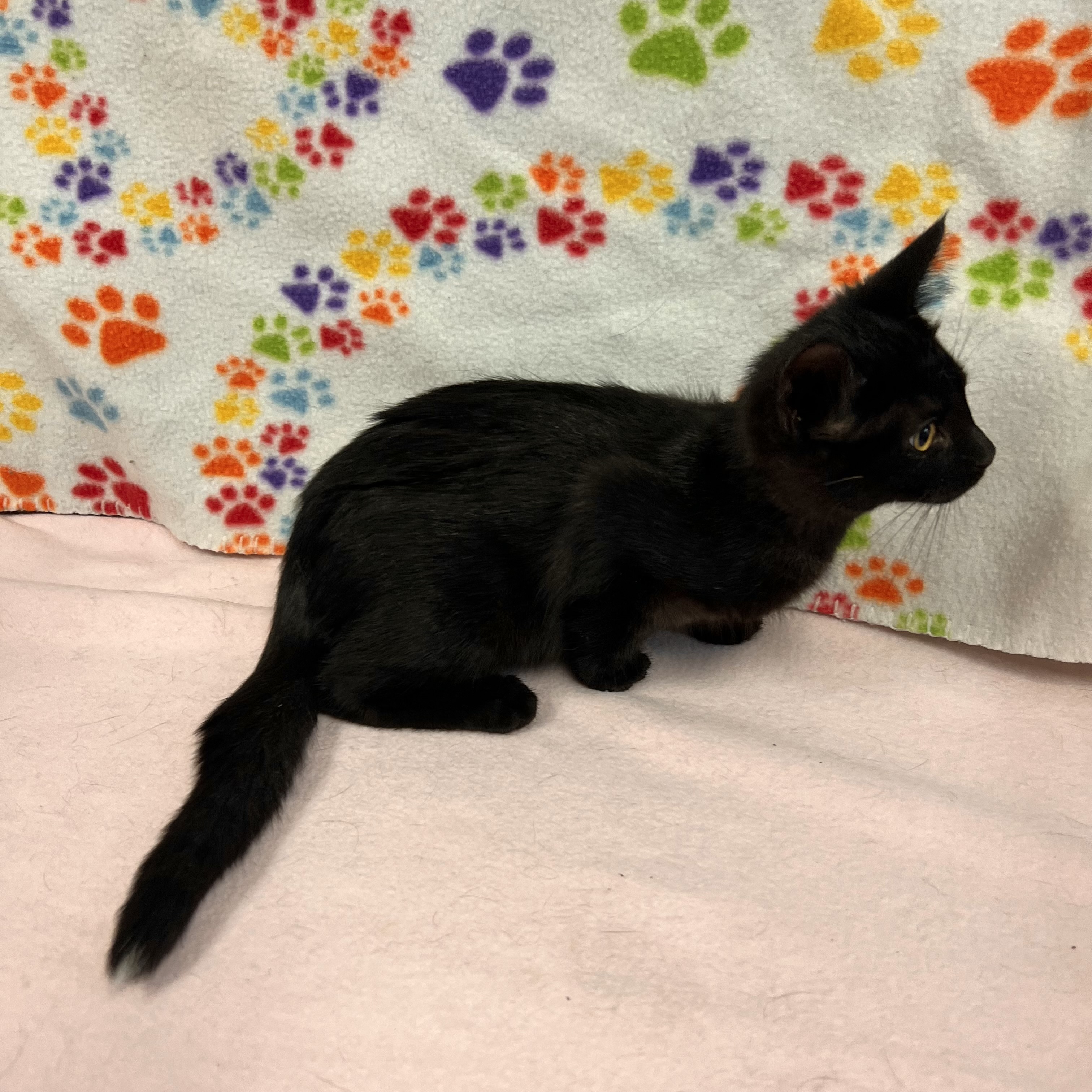 Cat for adoption Pepper, a Domestic Short Hair in Fairmont, MN