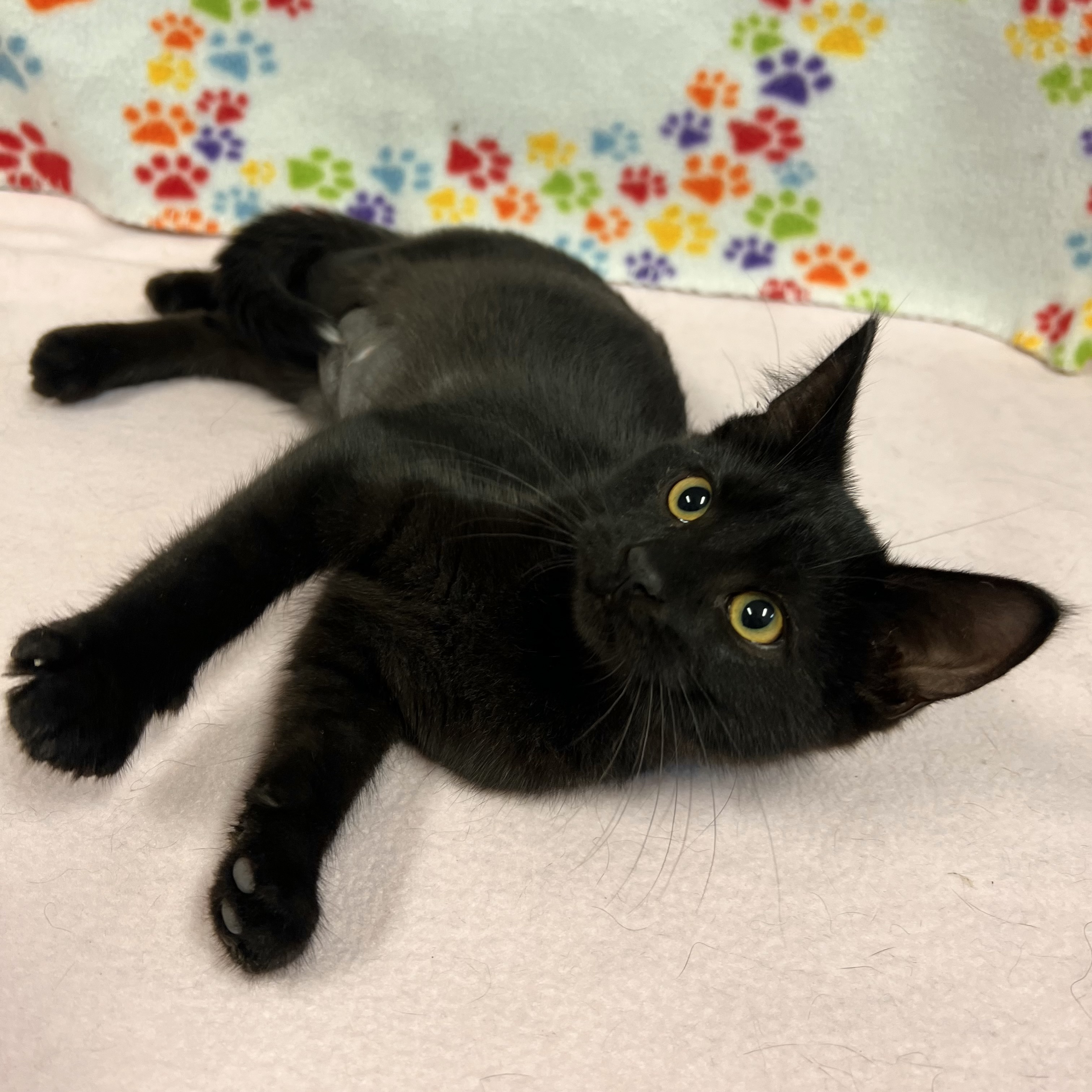 Cat for adoption Pepper, a Domestic Short Hair in Fairmont, MN