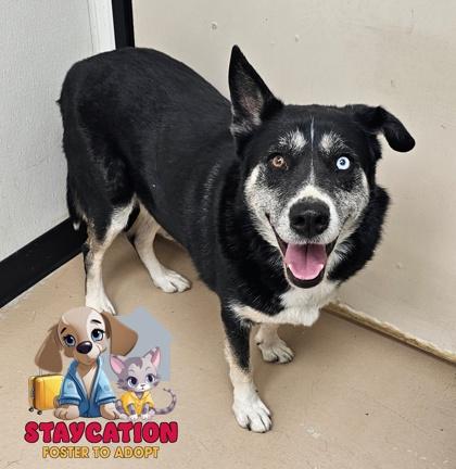Tasmina, Adoptable, Adult Female Shepherd & Siberian Husky.