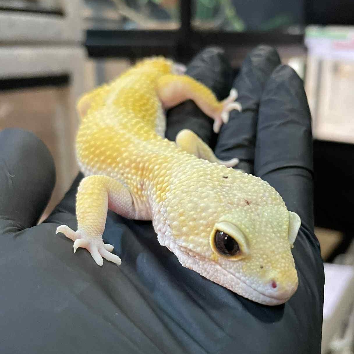 Swan, Adoptable, Adult Male Gecko.