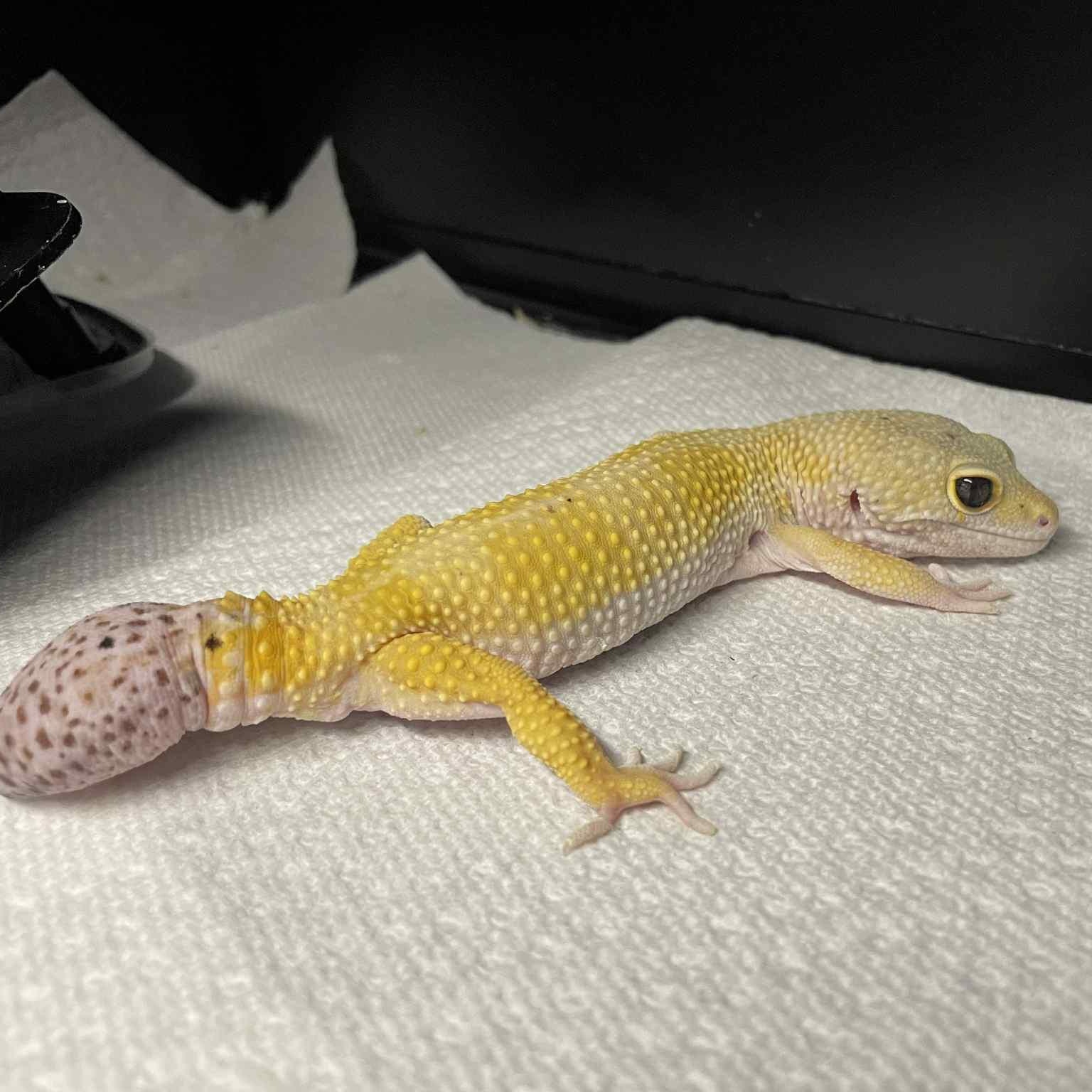 Enlarge Swan, a Adoptable Gecko in Durham, NC image 2/2