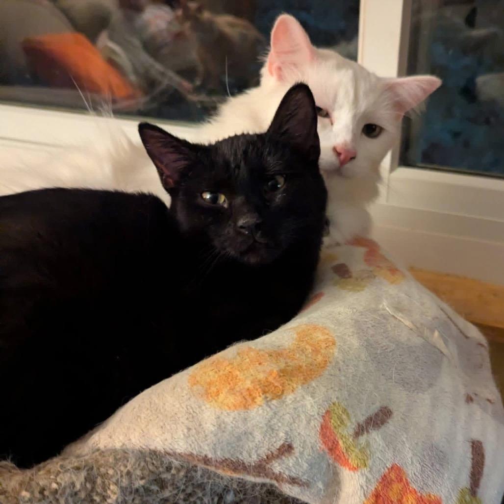 Wednesday w/ Enid - in foster! Adopt pair $150, Adoptable, Kitten Female Domestic Short Hair.