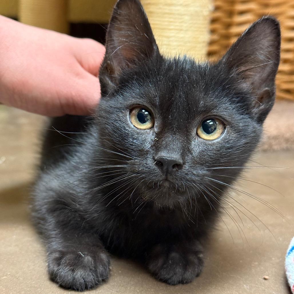 Wednesday w/ Enid - Shy, but Playful & Sweet!, a Adoptable Domestic Short Hair in Flagstaff, AZ image 1/2