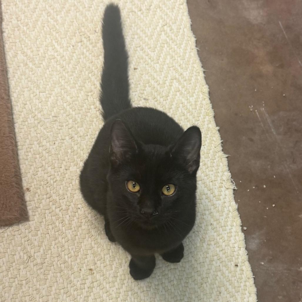 Enlarge Wednesday w/ Enid - in foster! Adopt pair $150, a Adoptable Domestic Short Hair in Flagstaff, AZ image 1/3