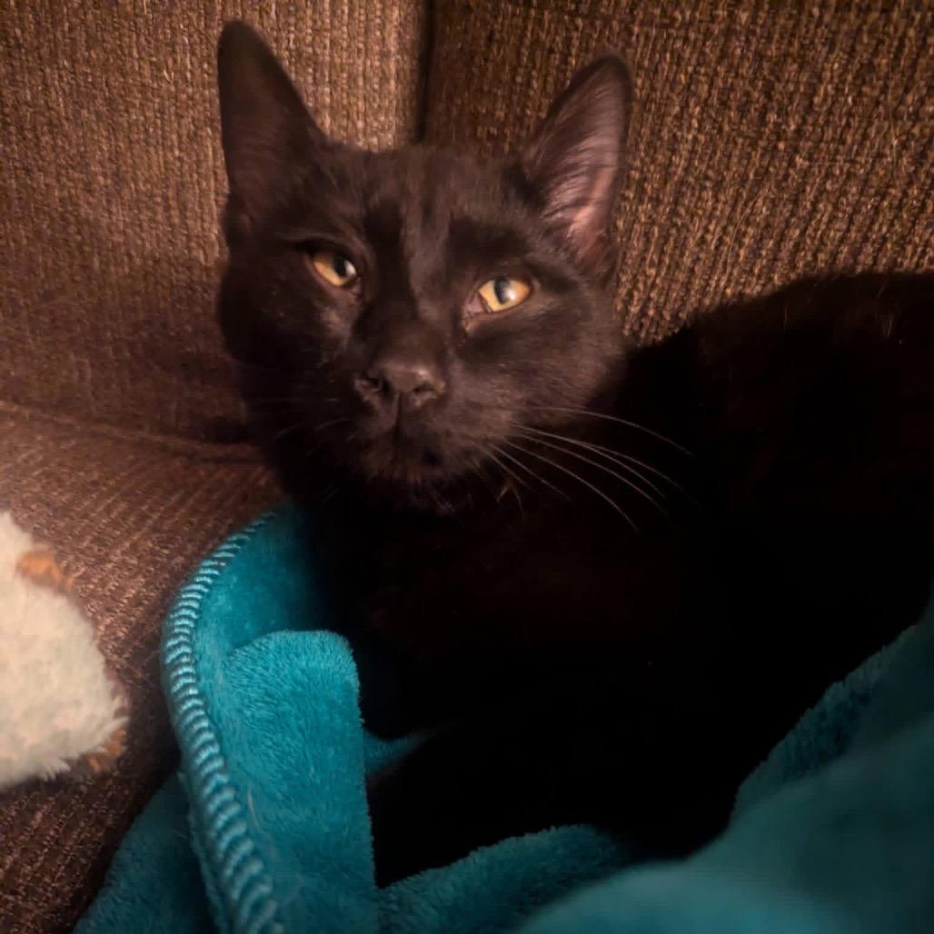 Enlarge Wednesday w/ Enid - in foster! Adopt pair $150, a Adoptable Domestic Short Hair in Flagstaff, AZ image 3/6