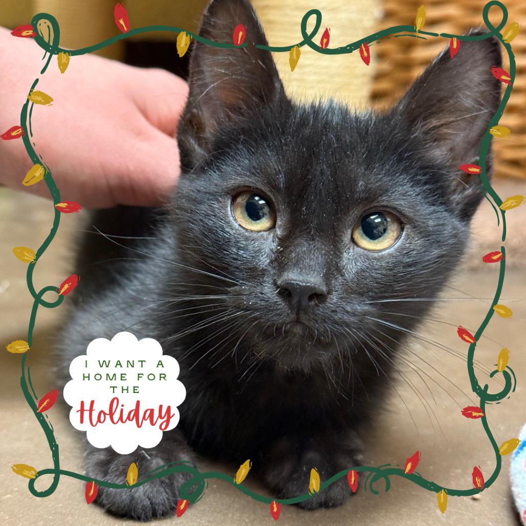 Wednesday w/ Enid - Shy, but Playful & Sweet!, a Adoptable Domestic Short Hair in Flagstaff, AZ image 2/2