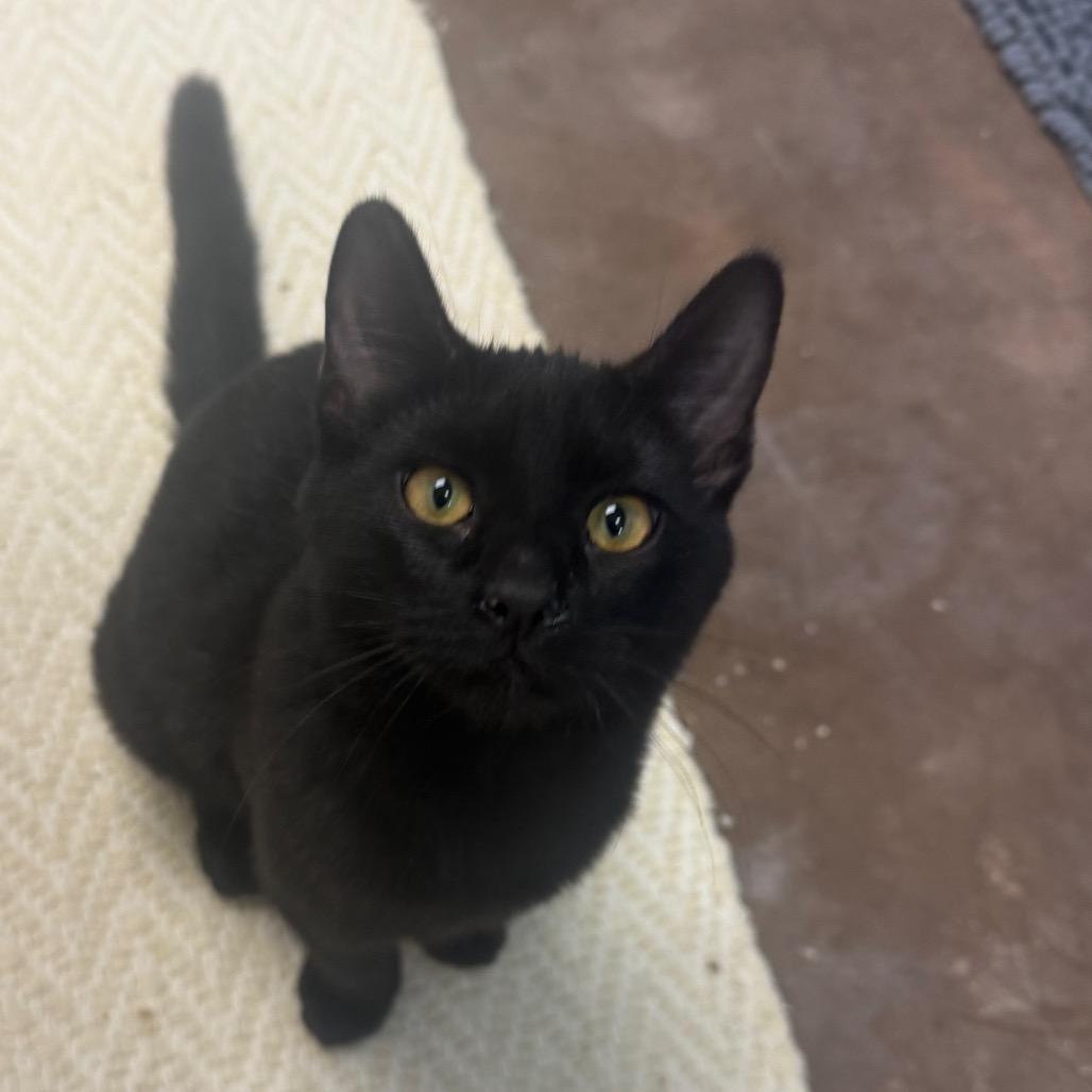 Enlarge Wednesday w/ Enid - in foster! Adopt pair $150, a Adoptable Domestic Short Hair in Flagstaff, AZ image 2/3