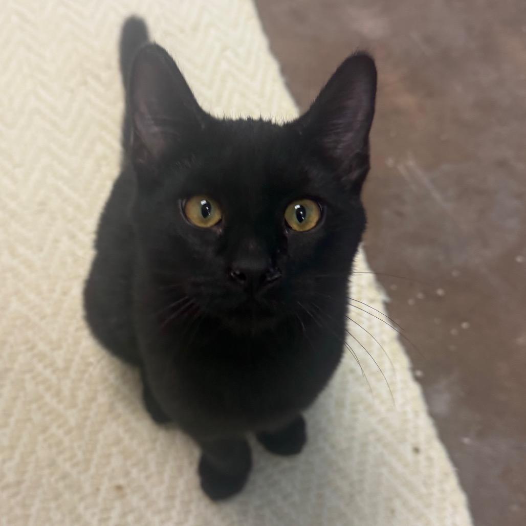 Enlarge Wednesday w/ Enid - in foster! Adopt pair $150, a Adoptable Domestic Short Hair in Flagstaff, AZ image 3/3