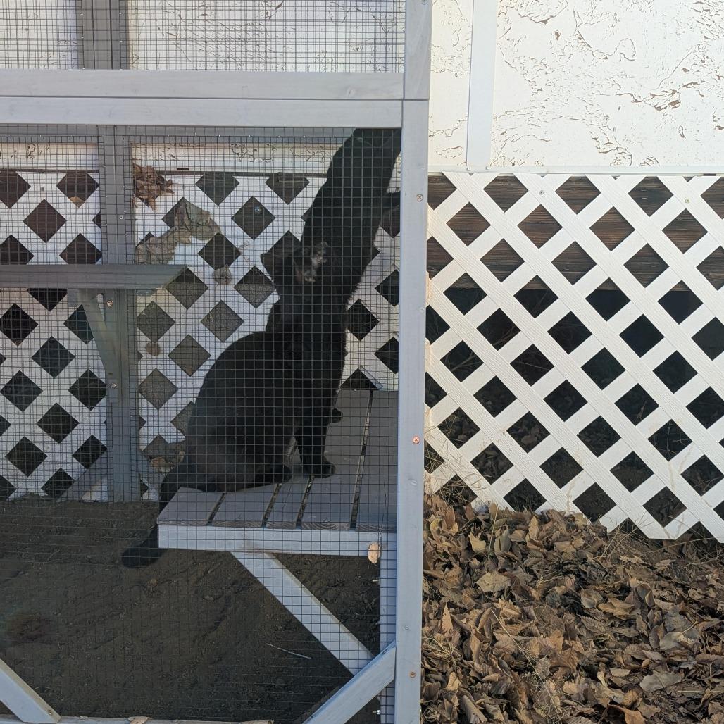 Enlarge Wednesday w/ Enid - in foster! Adopt pair $150, a Adoptable Domestic Short Hair in Flagstaff, AZ image 6/6