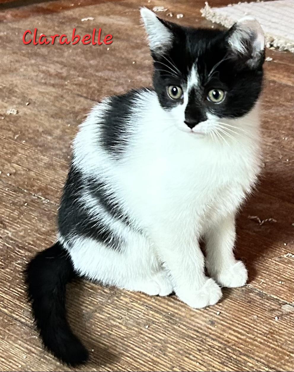 Clarabelle, Adoptable, Young Female Domestic Short Hair.