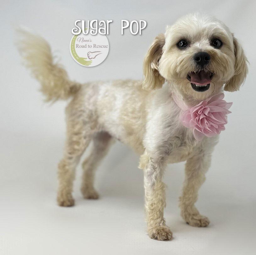 Enlarge Sugar Pop, a Adopted Maltese in Benton, LA image 1/3