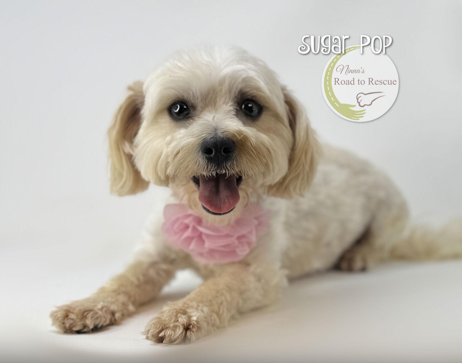 Enlarge Sugar Pop, a Adopted Maltese in Benton, LA image 2/3