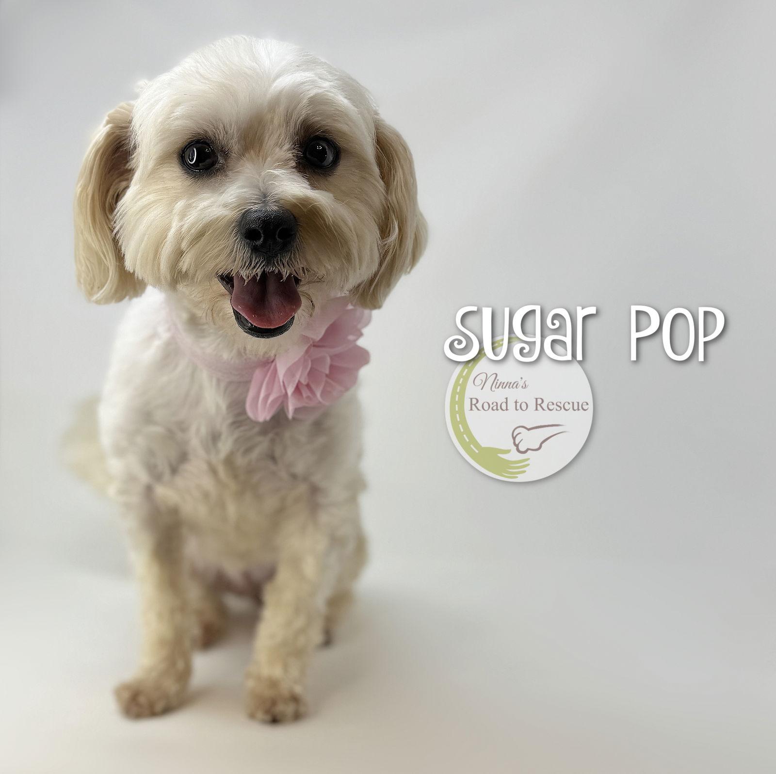 Enlarge Sugar Pop, a Adopted Maltese in Benton, LA image 3/3