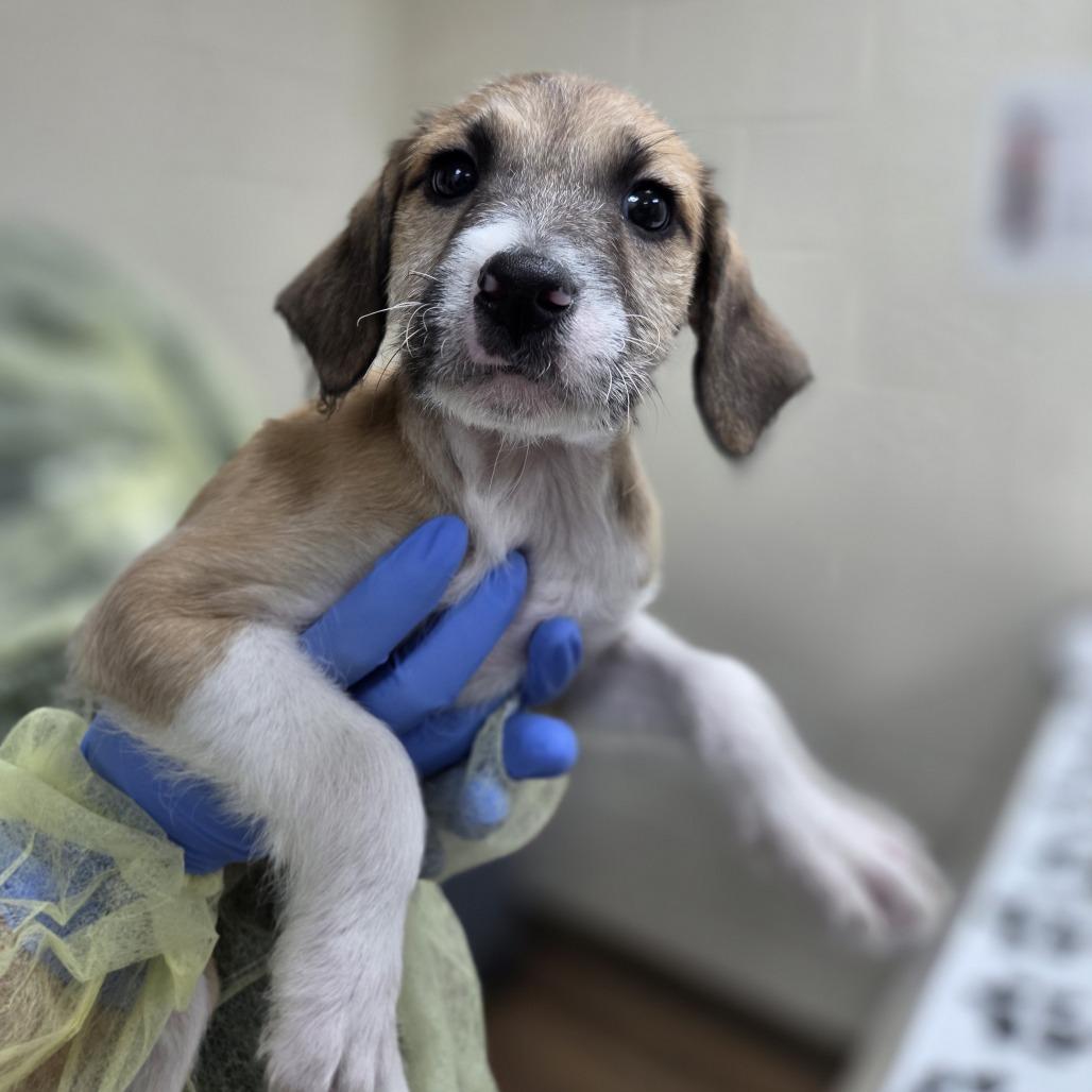 Enlarge Mouse, a Adoptable mixed breed in Incline Village, NV image 1/2