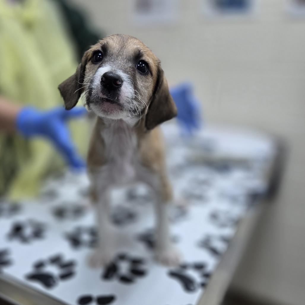 Enlarge Mouse, a Adoptable mixed breed in Incline Village, NV image 2/2
