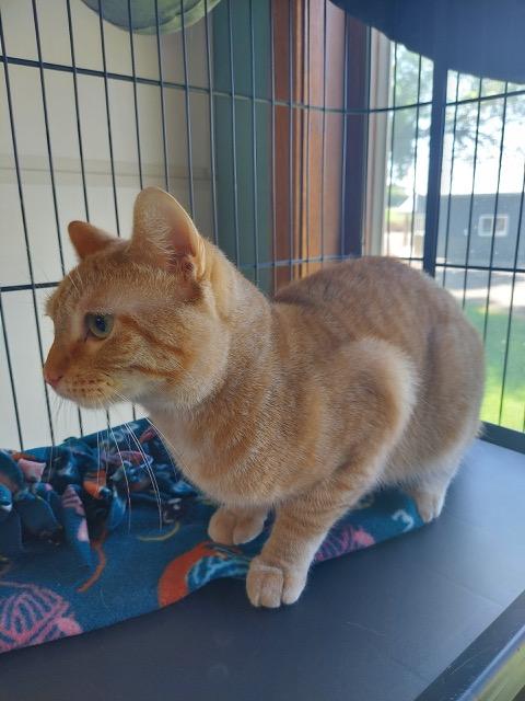 Jerry, Adult Male Domestic Short Hair