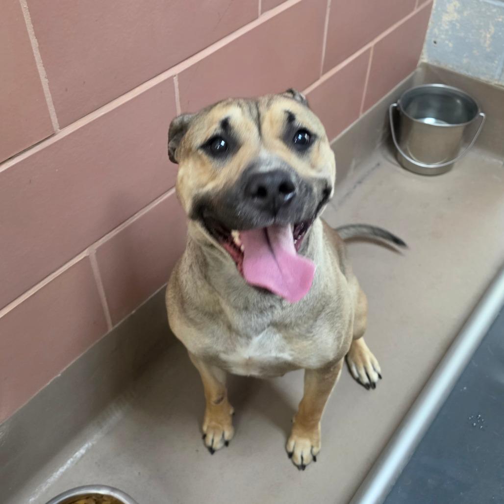Stella, Adoptable, Adult Female Mixed Breed.