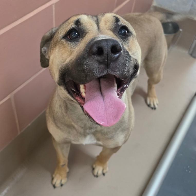 Enlarge Stella, a Adoptable Mixed Breed in Easton, PA image 2/4