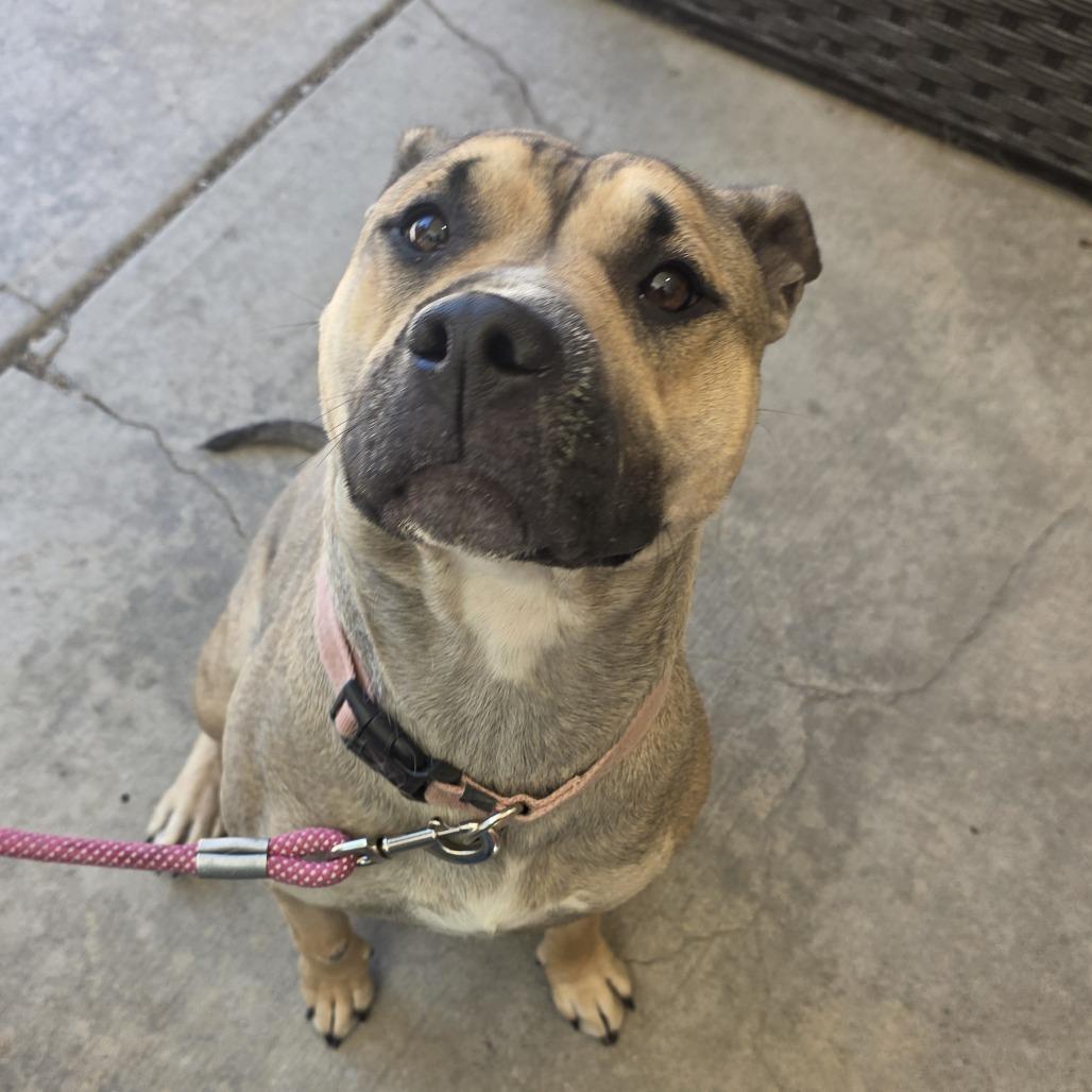 Enlarge Stella, a Adoptable Mixed Breed in Easton, PA image 3/4