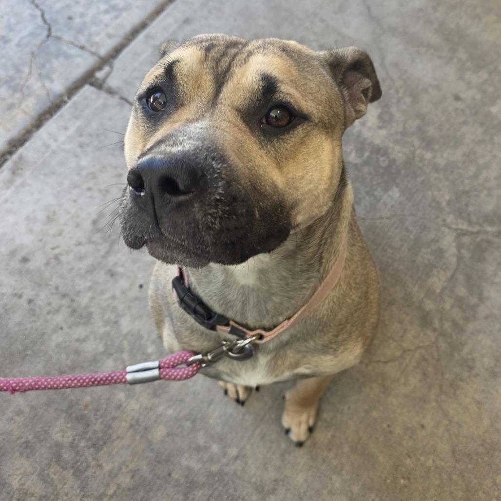 Enlarge Stella, a Adoptable Mixed Breed in Easton, PA image 4/4
