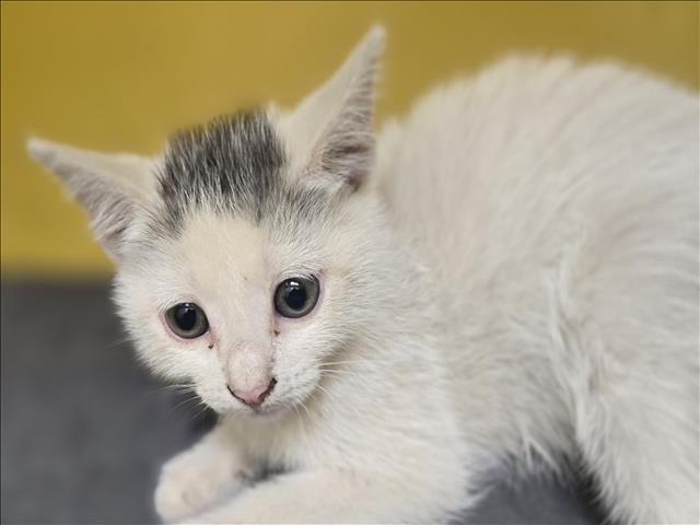 Enlarge CHURRU QUEEN, a Adoptable Domestic Short Hair in Los Angeles, CA image 1/1
