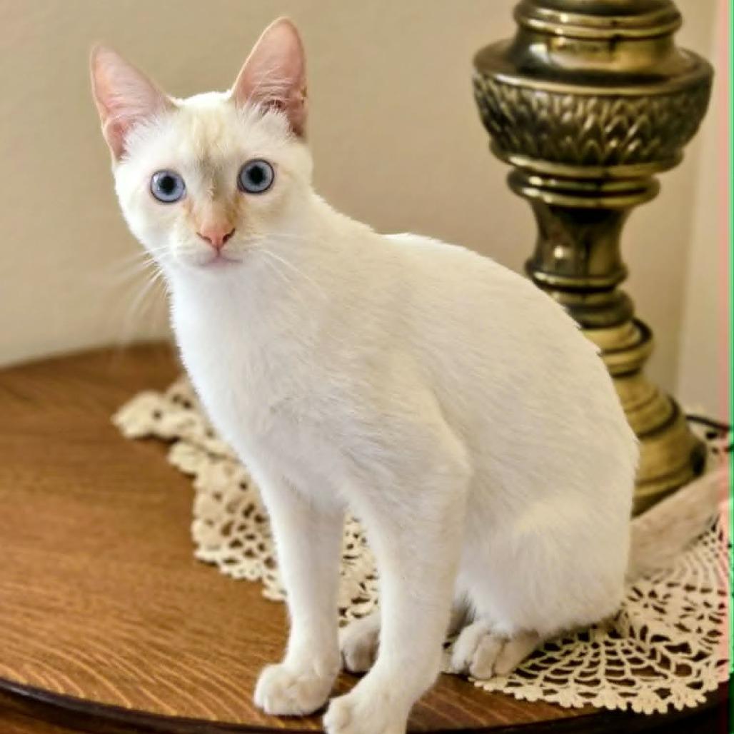 Willy, Adoptable, Young Male Siamese.