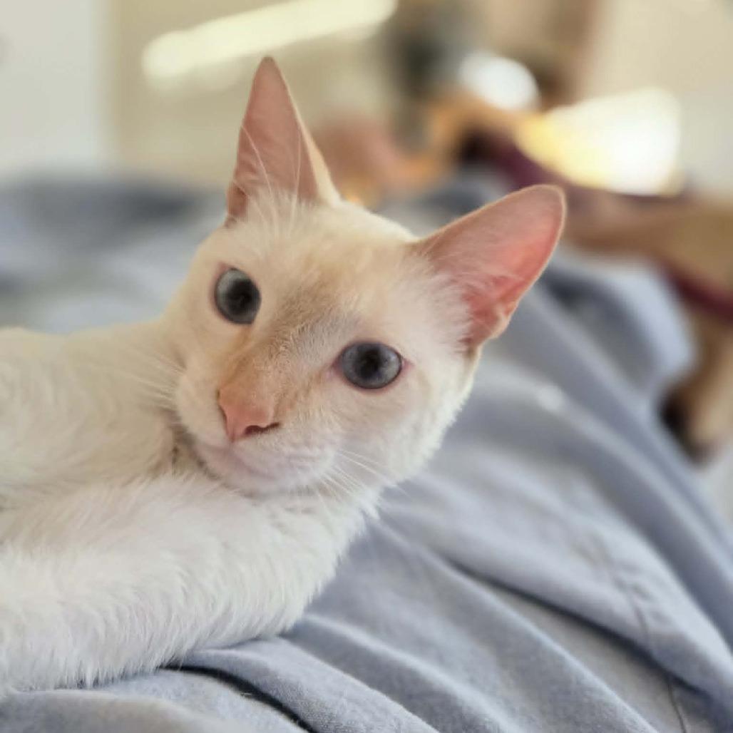 Enlarge Willy, a Adoptable Siamese in Agoura Hills, CA image 2/6