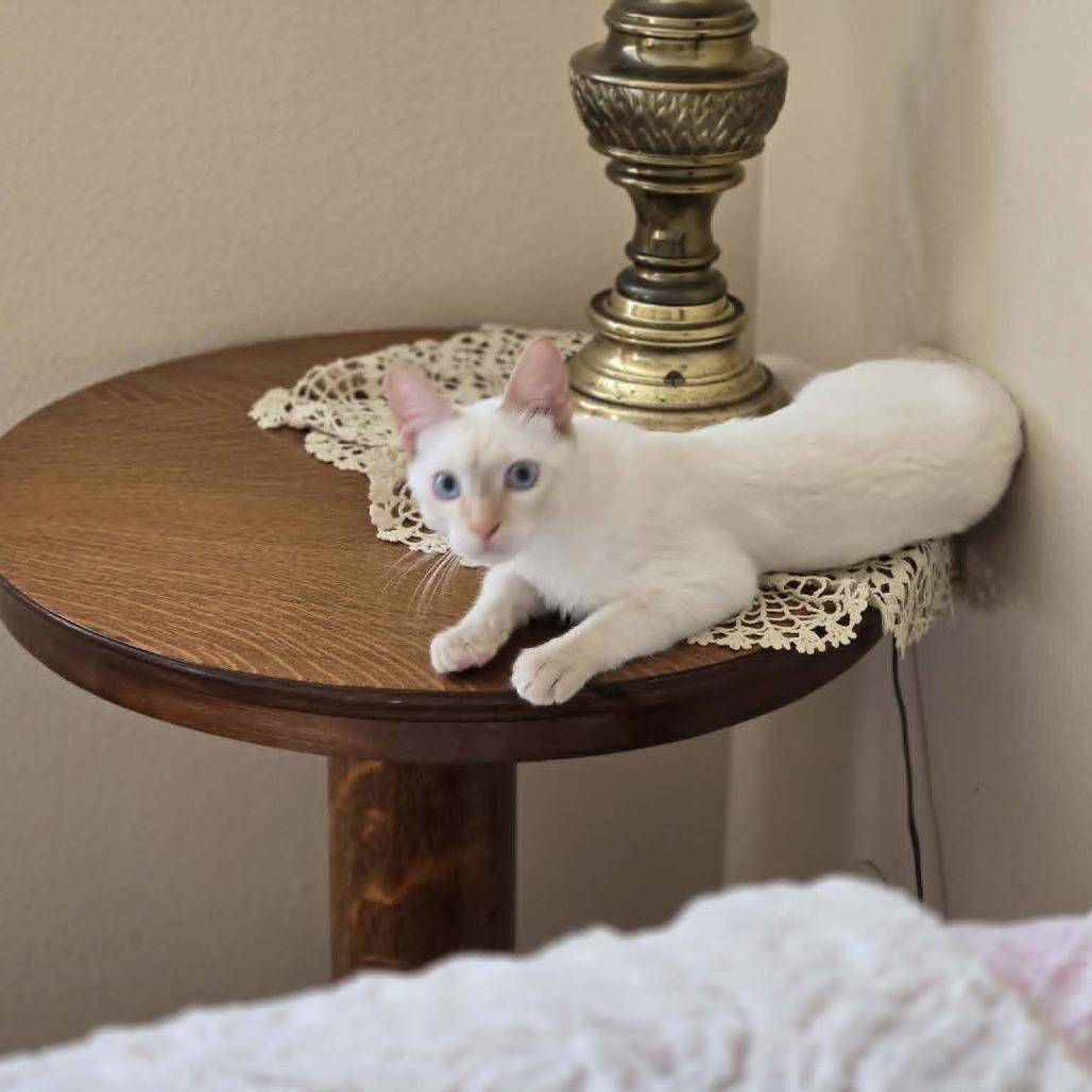 Enlarge Willy, a Adoptable Siamese in Agoura Hills, CA image 3/6