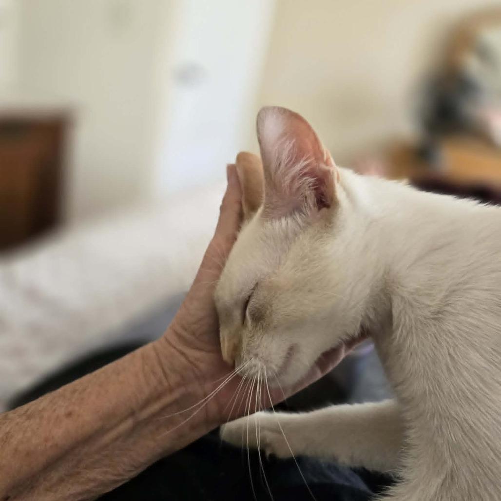 Enlarge Willy, a Adoptable Siamese in Agoura Hills, CA image 4/6