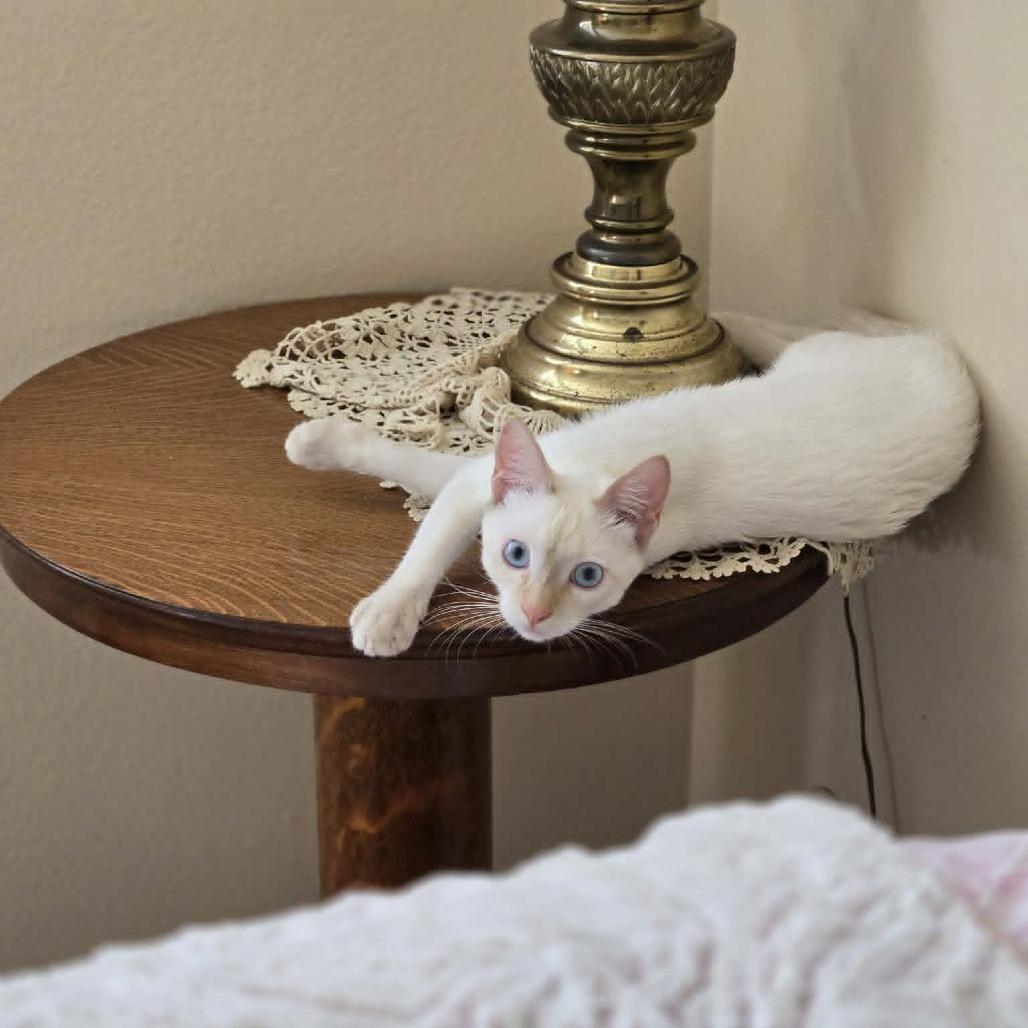 Enlarge Willy, a Adoptable Siamese in Agoura Hills, CA image 5/6